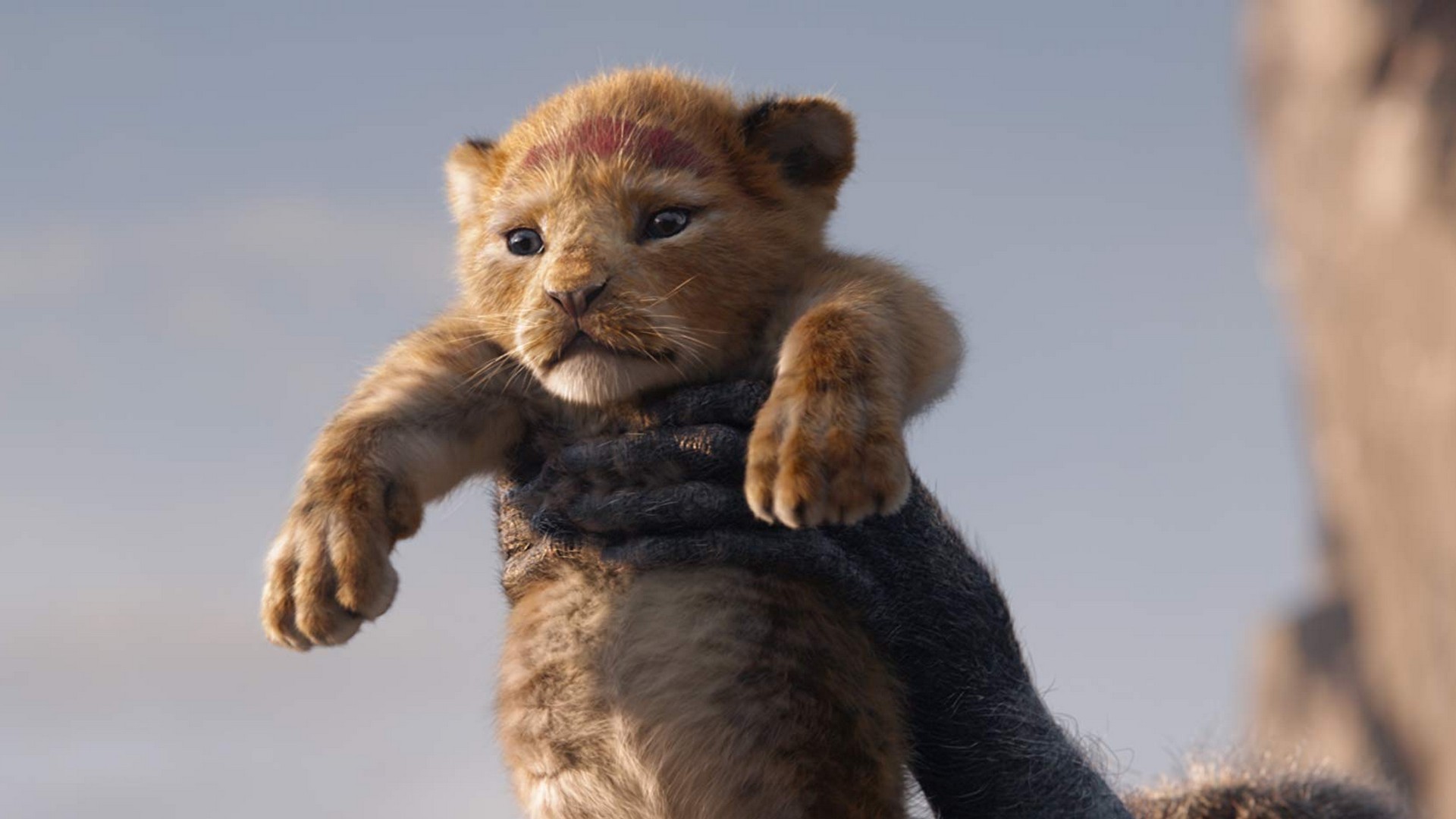 The Lion King 2019 Movie Wallpaper with high-resolution 1920x1080 pixel. You can use this poster wallpaper for your Desktop Computers, Mac Screensavers, Windows Backgrounds, iPhone Wallpapers, Tablet or Android Lock screen and another Mobile device